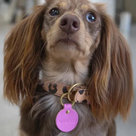 Placa de Identificación de Cuero PU Redonda Con Anillo de Metal Para Perros Gatos Placa de Nombre Circular Accesorio Mascota