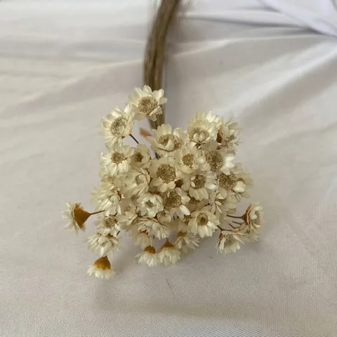 Mini Flores Estrella Brasileñas Glixia Flores Secas Naturales Para Herbarium DIY Vela Aromatizada Decoración Mesa Hogar Accesorios Foto