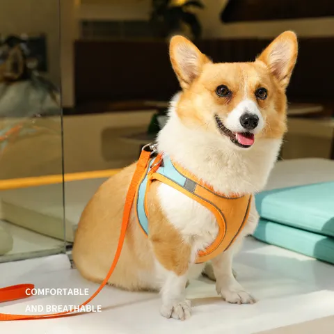 Huisdier Tuigje En Lijn Set Reflecterende Vest Uitbraakveilige Ademende Mesh Kleine Middelgrote Honden Katten Wandel Lijn