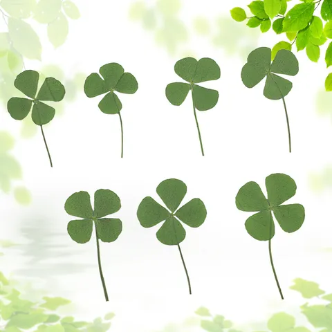 Natural Pressed Clover Dried Flowers Specimen For DIY Resin Phone Case Epoxy Jewelry Making Craft Floral Art