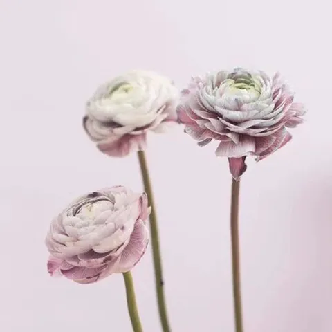 Fresh Flower Dye Absorbing Agent For Rose Carnation Coloring Floral Arrangement Packaging Materials Florist Tool Supplies