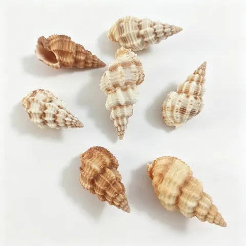 Natural Conch Auger Shell Specimen Unholed Rare Collection For Fish Tank Landscaping Home Decoration Photography Prop