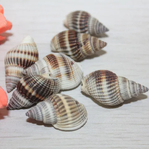 Natural Striped Conch Shell Beads And Hole-Free Shell Pendants For Jewelry Making DIY Craft Home Decor Accessories