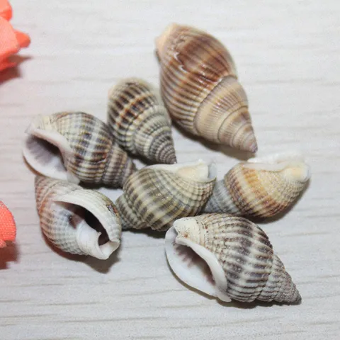 Natural Striped Conch Shell Beads And Hole-Free Shell Pendants For Jewelry Making DIY Craft Home Decor Accessories