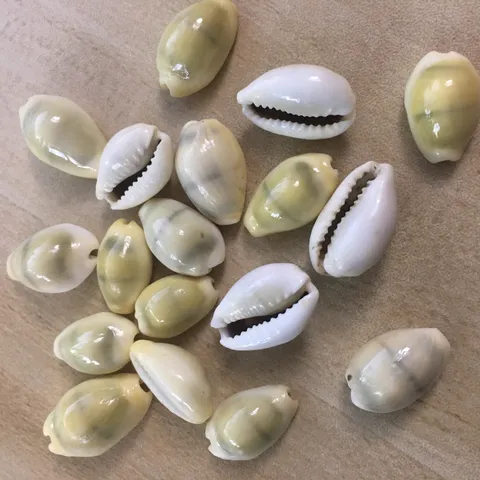 Natural Yellow Cowrie Shells Bulk DIY Jewelry Making Craft Home Decor Accessories Natural Shell Charms
