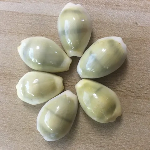 Natural Yellow Cowrie Shells Bulk DIY Jewelry Making Craft Home Decor Accessories Natural Shell Charms