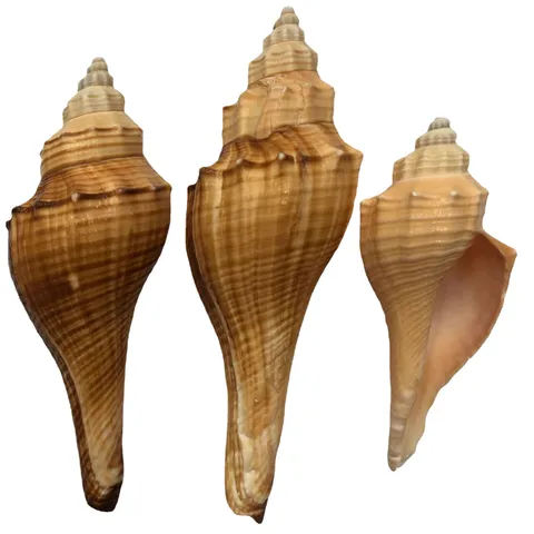 Natural Red Horned Conch Shell Marine Animal Ornament Beach Outdoor Home Decor Natural Shell Pendant Craft Gift