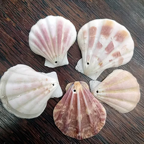 Coquillages Naturels Coquilles Saint-Jacques en Vrac pour Rideau Décoration d'Intérieur et Accessoires de Fabrication de Bijoux DIY