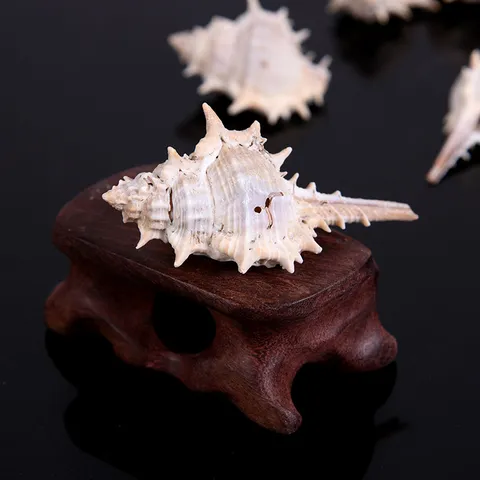 Natural Seashell Spiny Snail Shell Beads Micro Landscape Fish Tank Decoration DIY Jewelry Making Craft Accessories