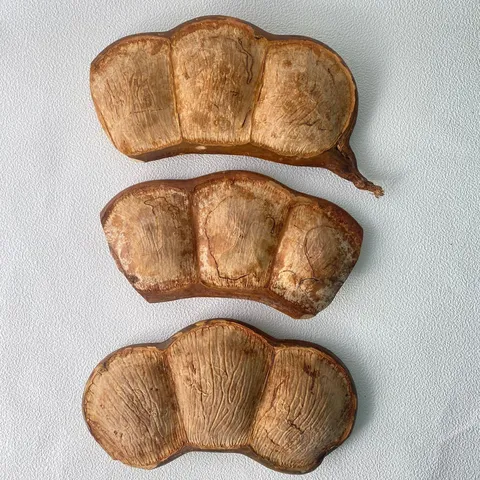 Gousses de Plantes Séchées Naturelles Gousses de Haricots Séchées Matériaux de Bricolage DIY Décoration Intérieure Ornements de Table Texture en Bois Naturel