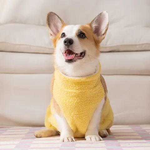 Cappotto In Pile Polare Per Cani Autunno Inverno Vestiti Caldi A Due Zampe Blocco Di Colore Applique Orso Tasca A Quadri Abbigliamento Cani Con Anello A D