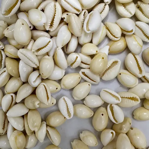 Geboorde Natuurlijke Cowrie Schelp Kralen Gouden Ring Zeeschelpen Voor DIY Sieraden Maken Ambachten Kleding Decoratieve Accessoires 500g