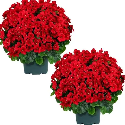 Artificial Begonia Flower Potted Plant Silk Floral Arrangement With Green Plastic Pot For Home Decor Photography Prop
