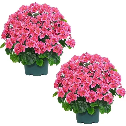 Artificial Begonia Flower Potted Plant Silk Floral Arrangement With Green Plastic Pot For Home Decor Photography Prop