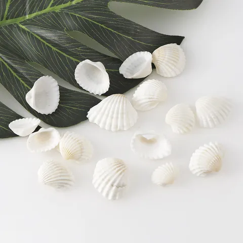 Coquillages Blancs Naturels Petits Coquillages Vrac Pour Décoration D'Intérieur Aménagement D'Aquarium Et Projets D'Artisanat DIY