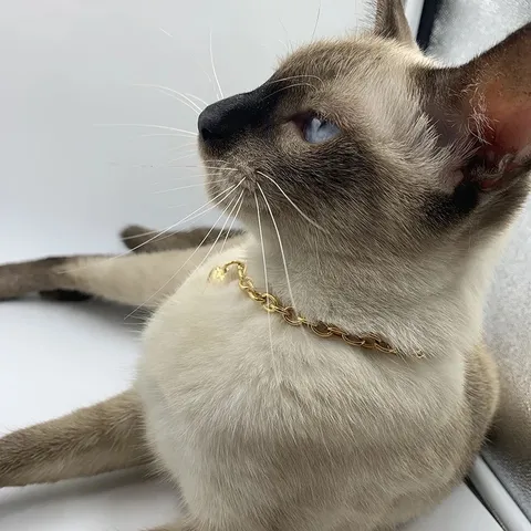 Collier en Acier Inoxydable pour Animaux de Compagnie Pendentif Cœur Luxe Minimaliste Chien Chat Collier Mode Bijoux Accessoires