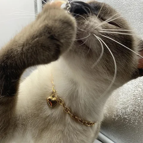 Collier en Acier Inoxydable pour Animaux de Compagnie Pendentif Cœur Luxe Minimaliste Chien Chat Collier Mode Bijoux Accessoires