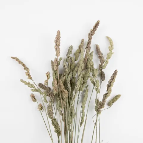 Natural Preserved Spike Grass Dried Flowers Bunch For Home Decor DIY Floral Arrangement Craft Dried Plants