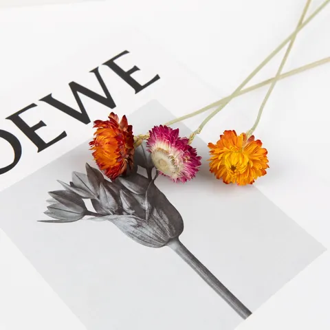 Natural Dried Flower Bouquet Colorful Strawflower Dried Plants For Home Decor DIY Floral Arrangement Room Decor