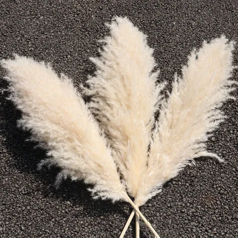 Fiori Secchi Naturali Di Erba Della Pampa Canne Steli Soffici Per Decorazioni Matrimoni Casa E Accessori Di Fotografia