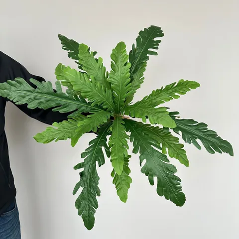 Artificial Birds Nest Fern Boston Fern Plant Wall Material Fake Greenery Leaves For Home Office Micro Landscape Decor