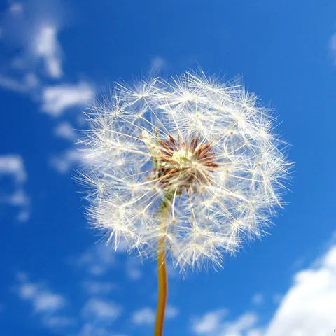 Fiore Secco di Tarassaco Naturale Riempimento DIY per Collana Sfera di Vetro Bottiglia dei Desideri Forniture Artigianali