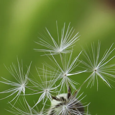 Fiore Secco di Tarassaco Naturale Riempimento DIY per Collana Sfera di Vetro Bottiglia dei Desideri Forniture Artigianali