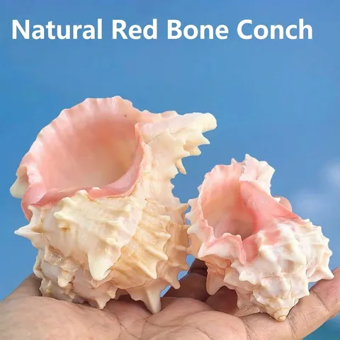 Natürliche Rosa Murex Muschel Einsiedlerkrebs Ersatzmuschel Große Schicke Seeschnecke Aquarium Fischbecken Landschaftsbau Sukkulenten Pflanzer Ornamente Handwerk Dekoration