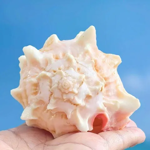 Natürliche Rosa Murex Muschel Einsiedlerkrebs Ersatzmuschel Große Schicke Seeschnecke Aquarium Fischbecken Landschaftsbau Sukkulenten Pflanzer Ornamente Handwerk Dekoration