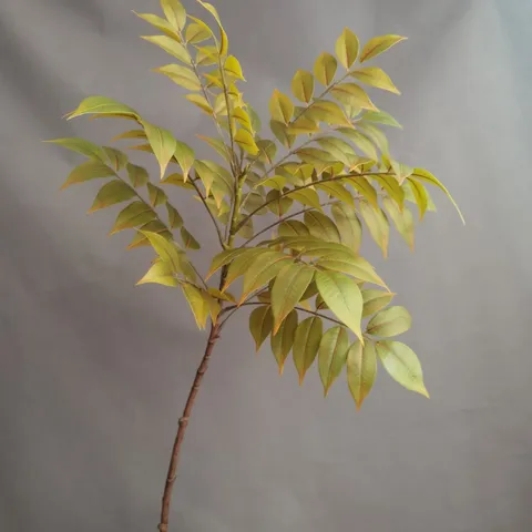 Ramas de Hojas de Glicinia Artificiales Tallos de Plantas Verdes Falsas Para Decoración del Hogar Paisajismo de Hotel