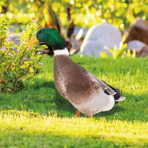 Acrylic Duck Outdoor Garden Ground Insert Yard Art Double Sided UV Printed Lawn Waterproof Decorative Sign Plant Stake