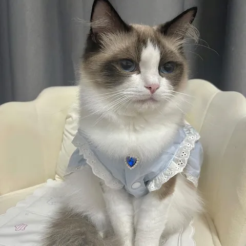 Princess Style Pet Collar Artificial Pearl Heart Rhinestone Necklace Cute Cat Dog Photo Accessories Jewelry Gift