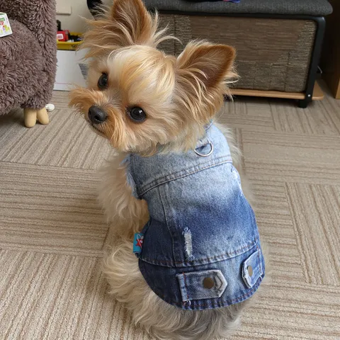 Pet Denim Vest Dog Jacket Gradient Blue Puppy Clothes With Metal D-Ring For Small And Medium Dogs Pet Apparel