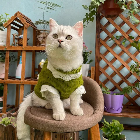 Cute Cat Sweater Autumn Winter Warm Knitted Pet Clothes Daisy Flower Lace High Neck Pullover Two-Legged Kitten Apparel
