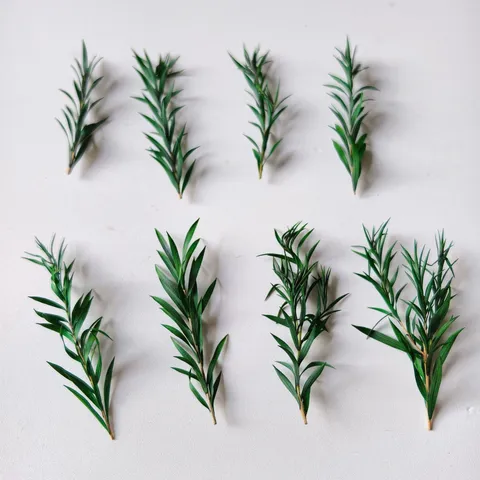 Natural Preserved Eucalyptus Mini Branch Dried Flowers For Aromatherapy DIY Craft Home Decor