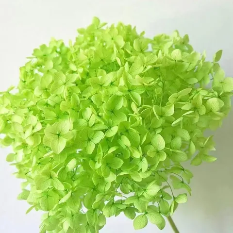 Single Stem Preserved Hydrangea Dried Flower Nordic Style Home Decoration Wedding Floral Arrangement Party DIY Craft