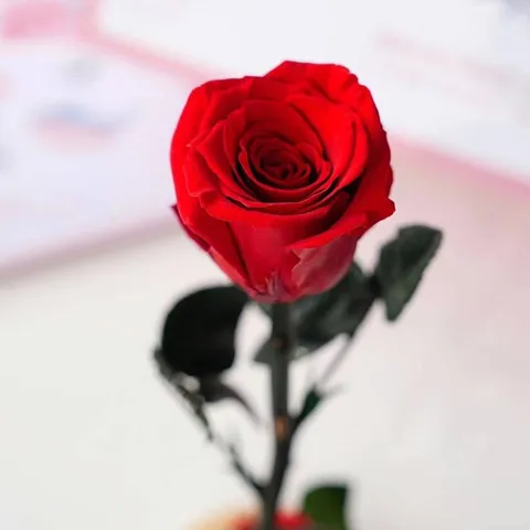 Preserved Rose Single Stem Flower Bouquet Eternal Rose Gift For Valentine's Day Party Home Decor