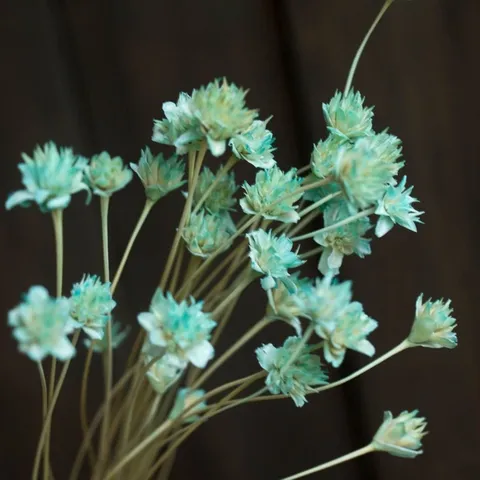 Natural Dried Flowers Small Mountain Flowers Preserved Flowers Home Decor Photography Props Real Daisies Bunch