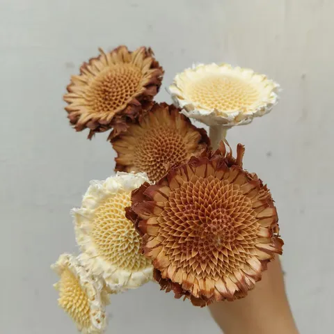 Natural Dried Flower Natural Color White Stem Plant Decor For Picture Frame DIY Craft Floral Home Decoration