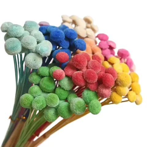 Natural Dried Flowers Mini Billy Balls Crraspedia Dried Flower Bouquet For DIY Crafts Home Floral Arrangement Decor
