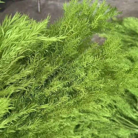 Natural Dried Flowers Real Plant Bouquet Dried Melaleuca For Home Decor Floral Arrangement Party DIY Crafts