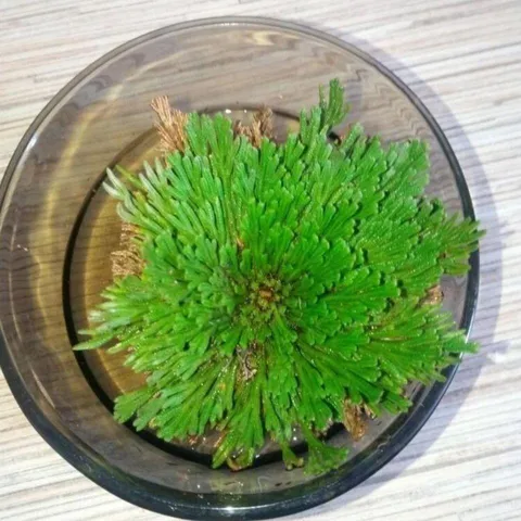 Natural Dried Resurrection Plant Selaginella Lepidophylla Evergreen Miracle Plant Magic Everlasting Flower For Home Garden Decor