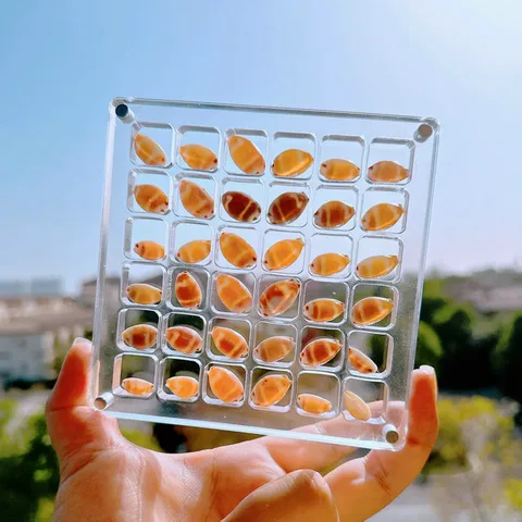 Transparente Acryl Aufbewahrungsbox Mit Muscheln Multi-Gitter Organizer Behälter Für Nail Art Dekoration Display