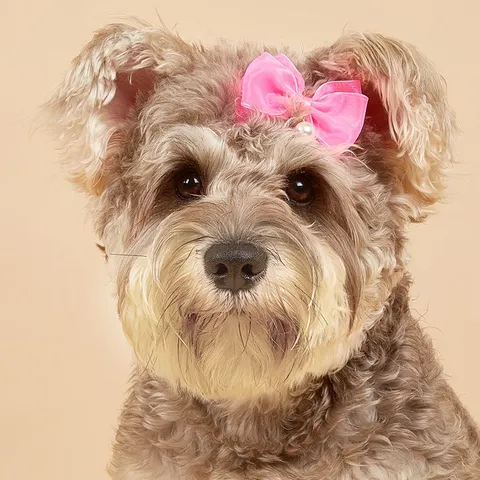 Prinzessin Stil Hund Haar Schleife Clip Süß Rosa Rosenrot Blau Künstliche Perle Haustier Haaraccessoires Für Hunde Katzen