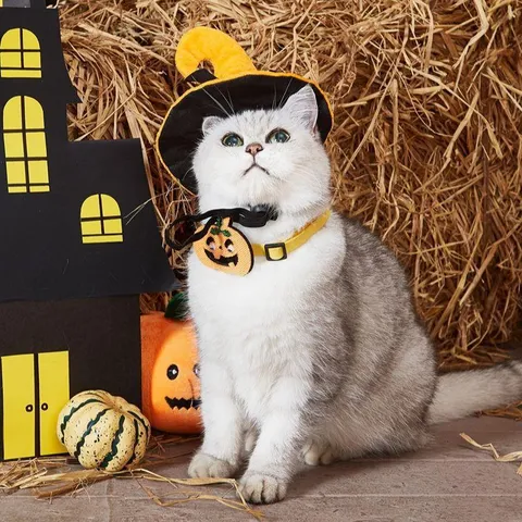 Halloween Pet Dog Cat Costume Funny Pumpkin Spider Bat Witch Hat With Collar Set Holiday Party Pet Accessories
