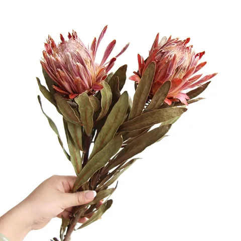 Natural Dried Flower Branch For Home Decor Vintage Floral Arrangement Photography Props Natural Plant Single Stem
