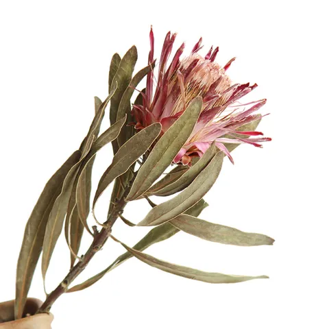 Natural Dried Flower Branch For Home Decor Vintage Floral Arrangement Photography Props Natural Plant Single Stem
