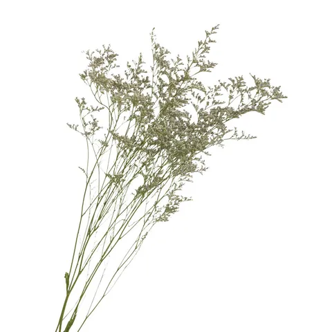Natural Dried Flowers Statice Flower Bouquet Mori Style Dried Plant Bunch For Home Decor Floral Arrangement