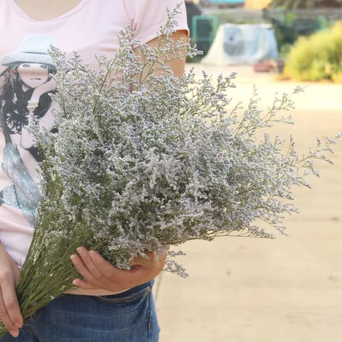Natural Dried Flowers Statice Flower Bouquet Mori Style Dried Plant Bunch For Home Decor Floral Arrangement