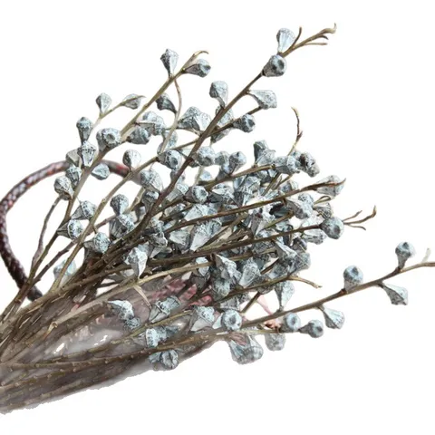 Natural Dried Eucalyptus Branches Ultra White Small Fruit Eucalyptus Stems For Home Decoration Floral Arrangement